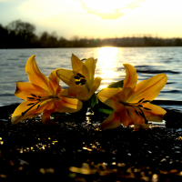 Lilien am See