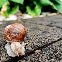 Weinbergschnecke