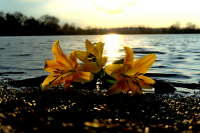 Lilien am See
