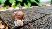 Weinbergschnecke