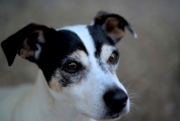 Balou