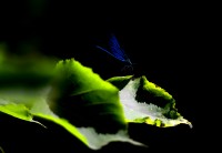 Libelle