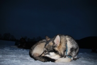 Malamuth