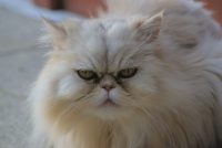 Jasper