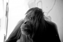 Orang-Utan