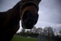 Pferd